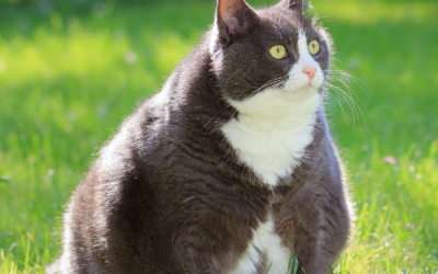 Moet mijn kat afvallen?