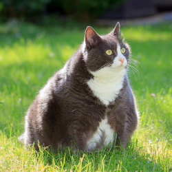 Moet mijn kat afvallen?