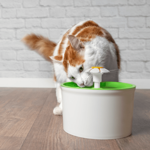 De beste waterfontein voor katten